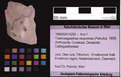 Foto (Objekt + Etiketten) von Tuberosagalathea neojurensis (Patrulius, 1959) (NHMW-GEO-1990-0041-0290)